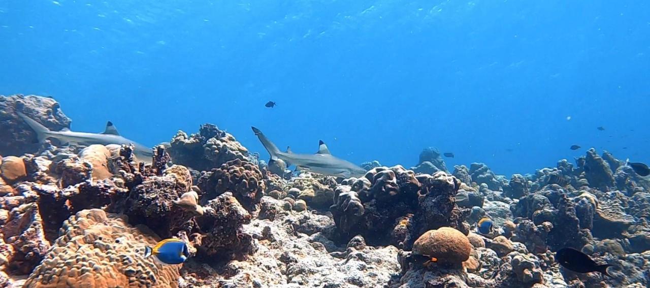 Shamar Guesthouse & Dive Maamigili Kültér fotó