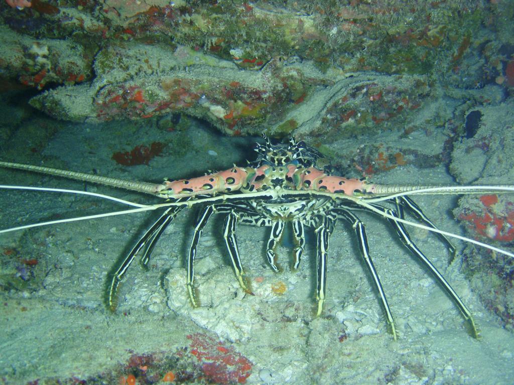 Shamar Guesthouse & Dive Maamigili Kültér fotó