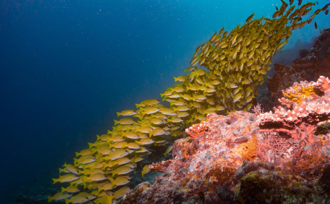 Shamar Guesthouse & Dive Maamigili Kültér fotó