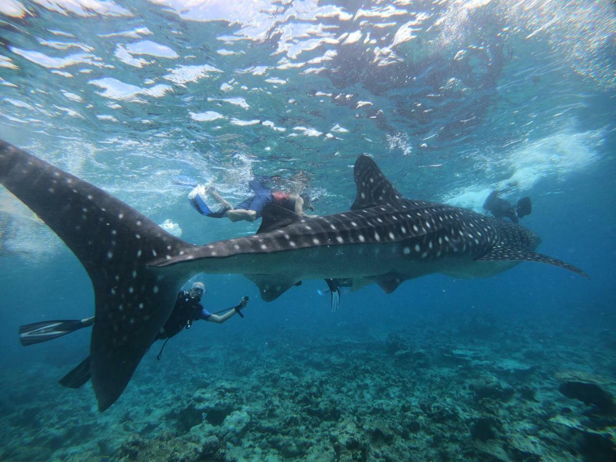 Shamar Guesthouse & Dive Maamigili Kültér fotó