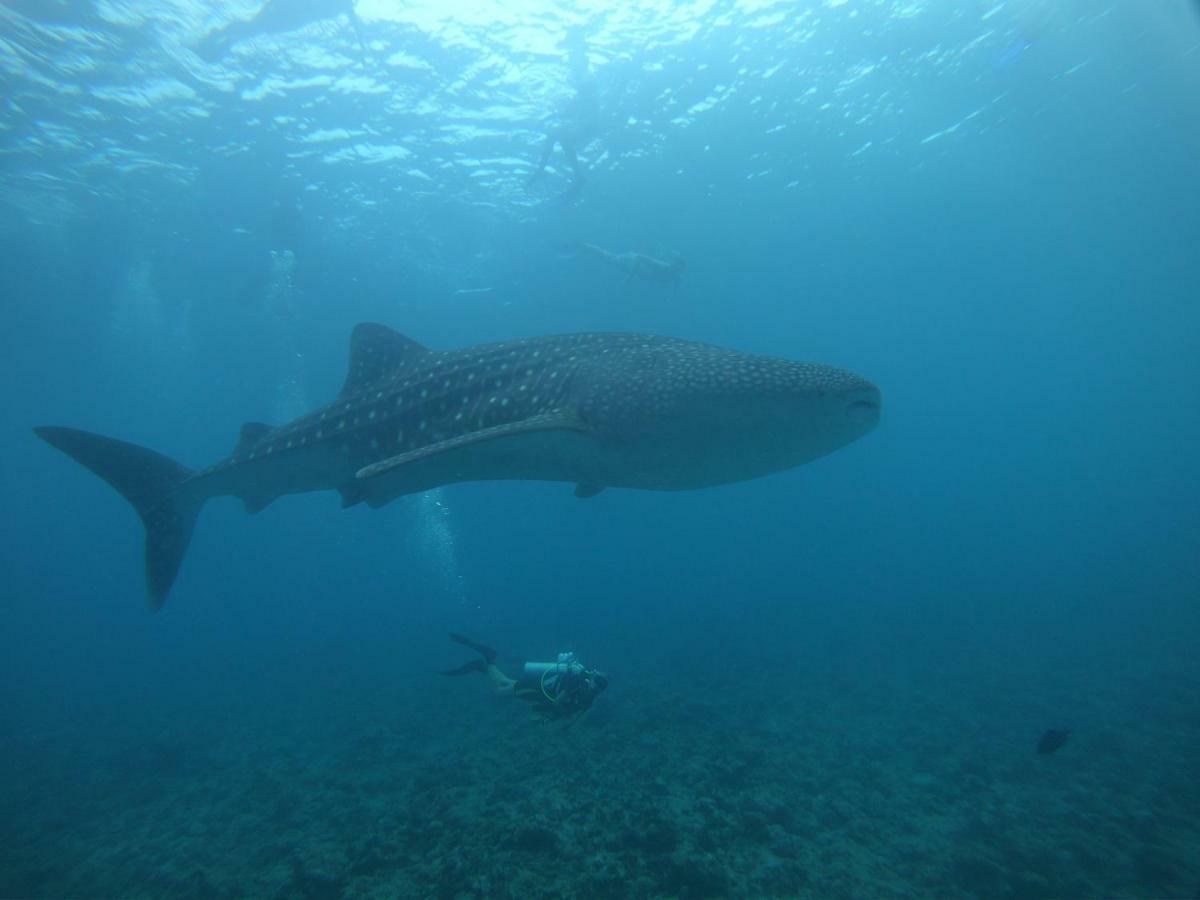 Shamar Guesthouse & Dive Maamigili Kültér fotó